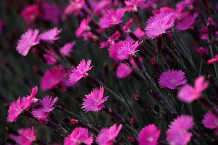 Flowers - flowers, petals, pink, nature