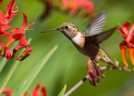 Hummingbird - animal, flowers, bird, hummingbird