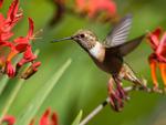 Hummingbird