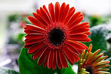 Daisy - daisies, flowers, nature, red, gerbera