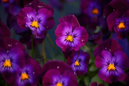 Flowers - flowers, petals, nature, purple