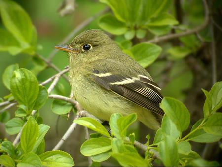 Bird - leaves, animal, nature, bird