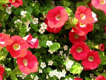 Flowers - pink, petals, flowers, leaves, nature