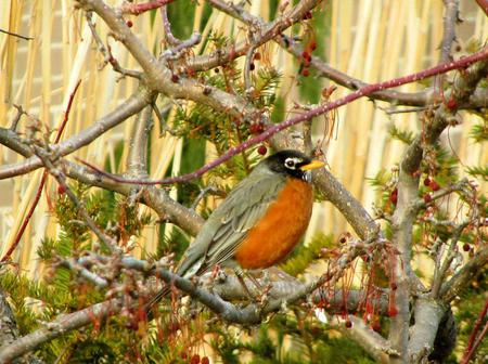 First Robin This Spring - spring, bird, branch, robin