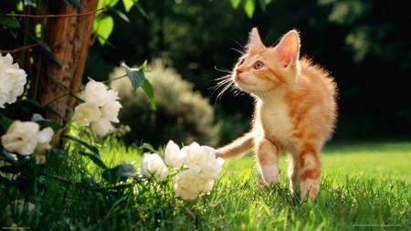 Going For A Walk - flowers, kitten, grass, walk, park