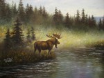 moose in the wild