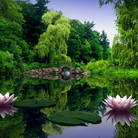 Water Lillies