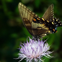 butterfly on flower