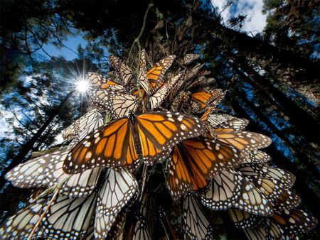 Butterfly cluster - butterflies, beautiful, forest, orange, tree, monarch, wings, butterfly, cluster