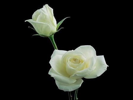 Roses and blessings for my friend Mel22 (Mariano) - white, love, black, rose, flower