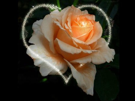 Lovely rose - flower, rose, valentine, heart, love