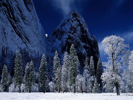 Dark Winter - trees, winter, snow, landscape, clod, dark, ice, nature, season