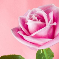 Pink rose