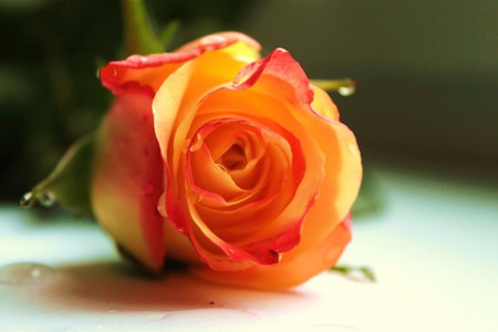 Fragrant rose - perfect, rose, nature, fragrant, yellow, red, orange, single, flower