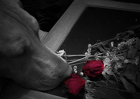 Still waiting...(for Thomas) - roses, friendships, sentimental, flowers, sad, mirror, dogs, red, pets, special, beautiful, friend, black, white, thomas, teu109, animals