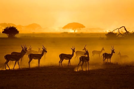 African gold - beauty, heat, evening, golden sky, impala, sunset, africa