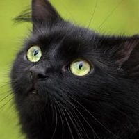 Black-Cat-with-Green-Eyes