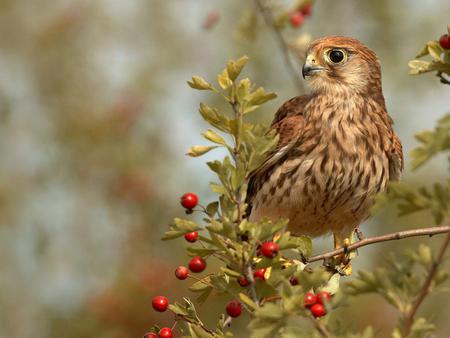 Falcon - nature, eagle, eyes, animals, falcon, bird