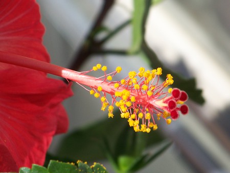 Hibiscus Flower - hibiscus, flowers, yellow, red