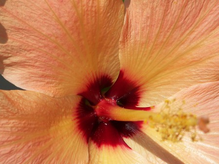 Orange Hibiscus Flower - orange, hibiscus, flower, red