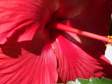 Red Flower - hibiscus, flower, nature, red