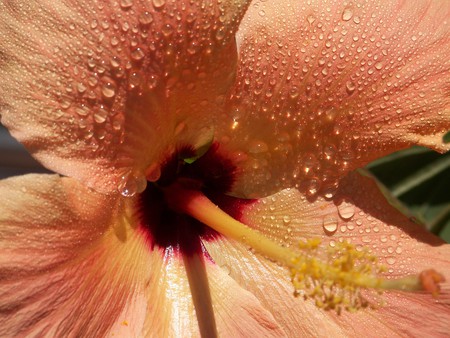 Wet Hibiscus Flower - wet, orange, flowers, plants, drops