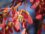 Red Maple Seeds