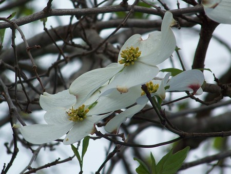 White, Dogwood Flowers 2 - flowers, dogwood, white, tree