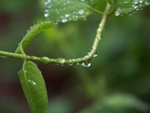 Wet Forest Vines