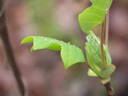 Spring is on It's Way - green, leaf, raindrops, spring