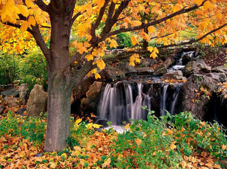 Falls - forests, nature, rocks, falls