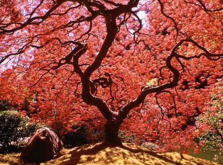 Tree - nature, pink, sun, tress