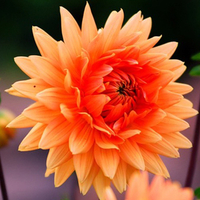 Orange flower