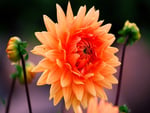 Orange flower