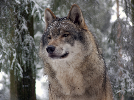 Nannouk... - beauty, special, nannouk, gift, lone, trees, animals, image, winter, tony, wolf, forest, photo, friend