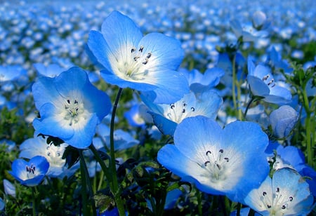 Blue - flowers, white, nature, blue