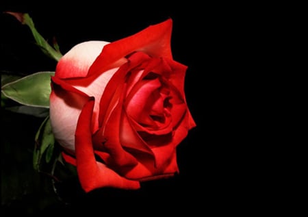 Red rose - flowers, red, roses, nature