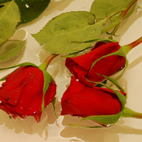 Red roses