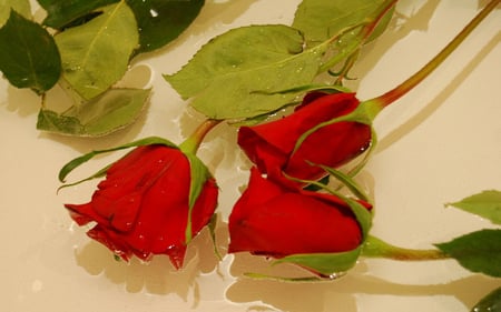 Red roses - flowers, red, roses, nature