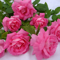 Pink roses