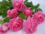 Pink roses