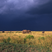 Savannah against a stormy Sky