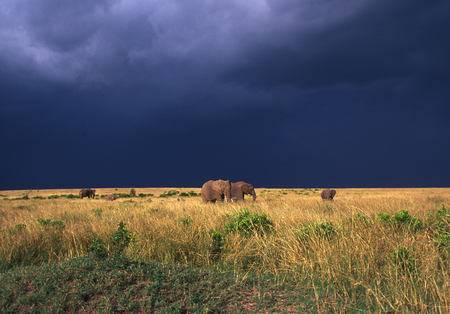 Savannah against a stormy Sky - grass, africa, elephants, storm