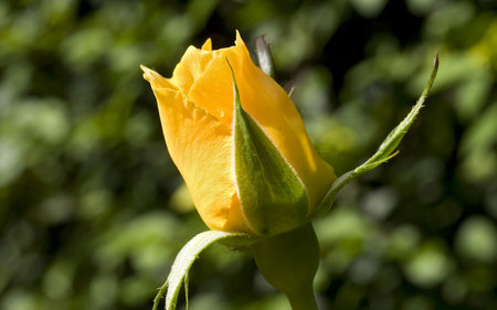 Yellow Young Rose for Sweet Luiza - nature, yellow, yellow beauty, rose, garden, flower