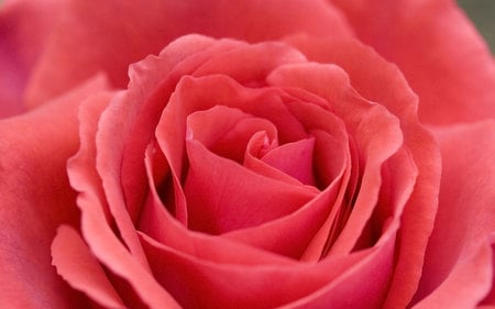 Pink Rose for DN - perfume, nature, garden, rose, beauty, flower, pink