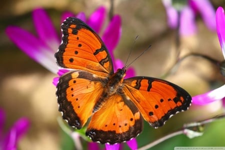 Orange butterfly - butterfly, spring time, pink, orange, colorful