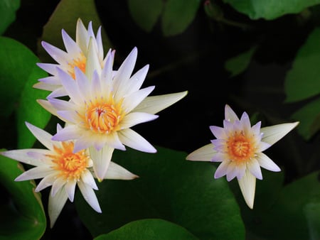 White Flowers - white, beauty, nature, season, flowers, garden, spring