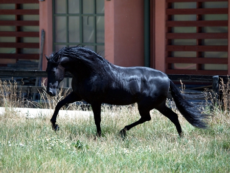 Looking For Something - black, spanish, horses, iberian, andalusian