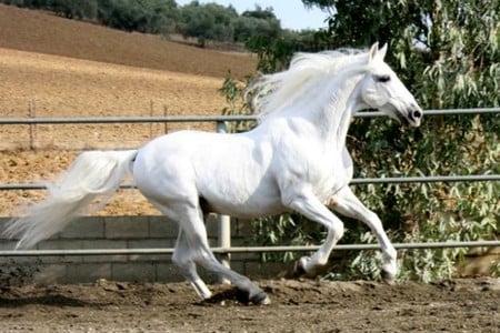 Pure Soul - spanish, white, horses, pure, andalusian