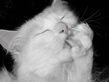 resting - white, enjoy, resting, cat